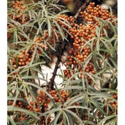 Havtorn (ej Kønssorterede) Hippophae Rhamnoides Barrods, 2 års (1/1) 30-80 Cm.