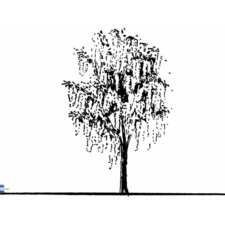 Guldregn Laburnum Watereri 'Vossii' Opstammet 180 Cm. Med Potte - Billede 3