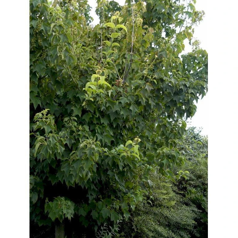 Slangeskinds Løn Acer Rufinerve Solitær Busk 150-200 Cm. - Med Klump - Billede 4