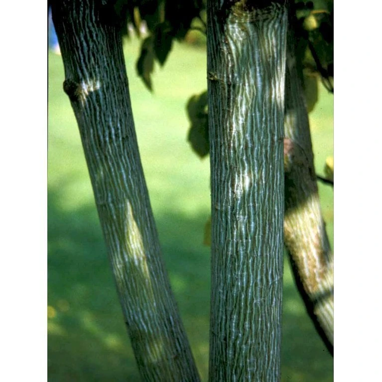 Slangeskinds Løn Acer Rufinerve Solitær Busk 150-200 Cm. - Med Klump - Billede 6