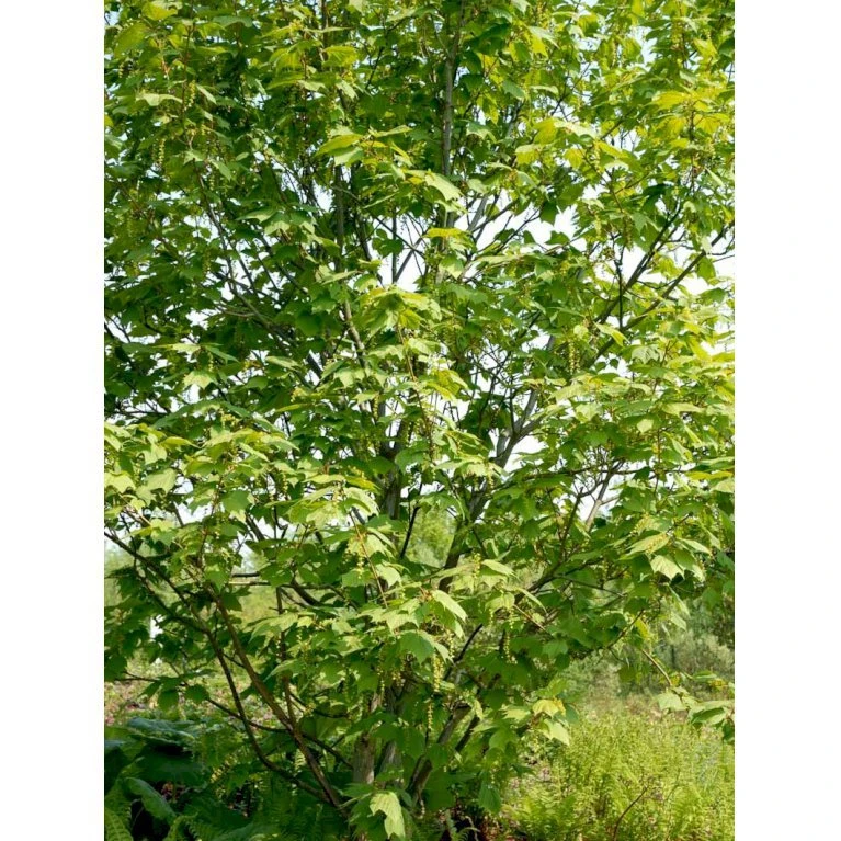 Slangeskinds Løn Acer Rufinerve Solitær Busk 150-200 Cm. - Med Klump - Billede 3