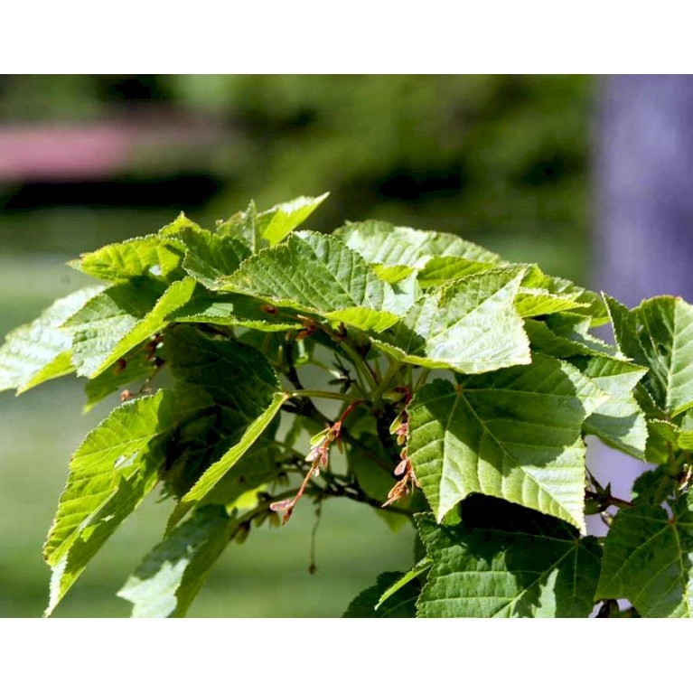 Slangeskinds Løn Acer Rufinerve Solitær Busk 150-200 Cm. - Med Klump - Billede 5
