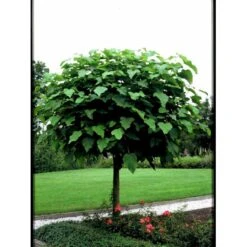Kugletrompetkrone 'Nana' Catalpa Bignonioides 'Nana' Opstammet 80 Cm. Med Potte