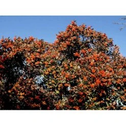 Glansbladet Tjørn 'Carrierei' Crataegus Lavellei 'Carrierei' Solitær Busk 150-200 Cm. - Med Klump