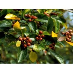 Blommebladet Tjørn Crataegus Persimilis Solitær Busk 150-200 Cm. - Med Klump