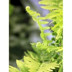 Kurvebregne Matteuccia Orientalis 1 Liter Potte