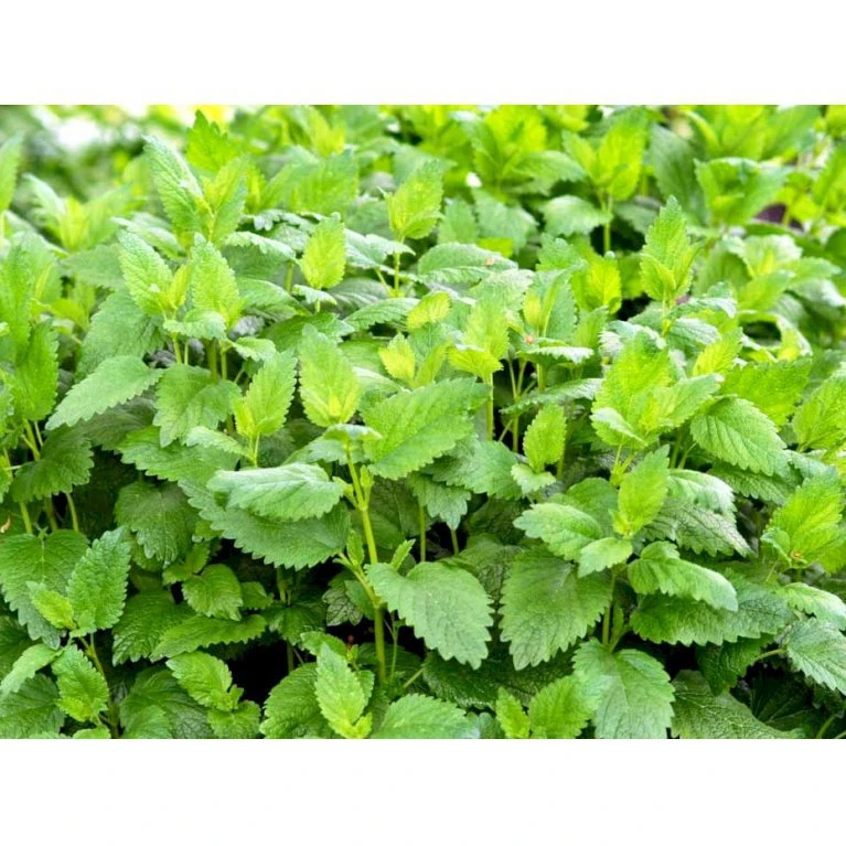 Citronmelisse Melissa Officinalis 1 Liter Potte - Billede 3