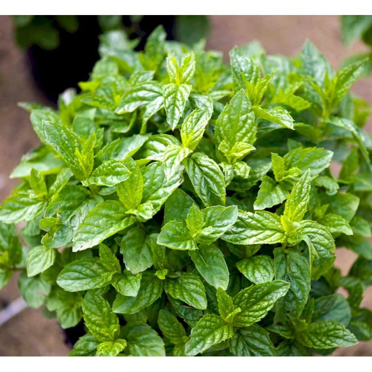 Grøn Mynte Mentha Spicata 1 Liter Potte - Billede 4
