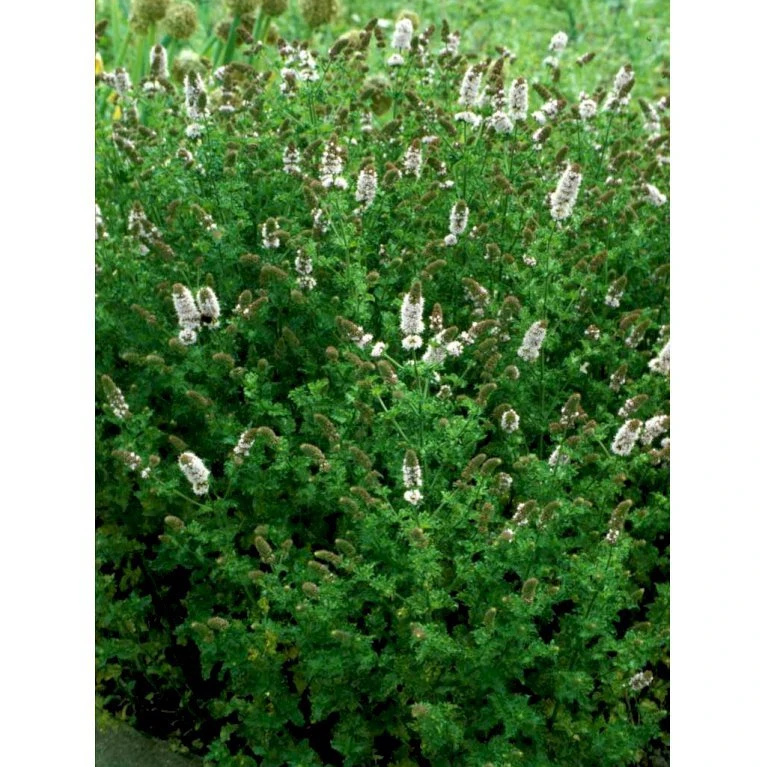 Grøn Mynte Mentha Spicata 1 Liter Potte - Billede 6