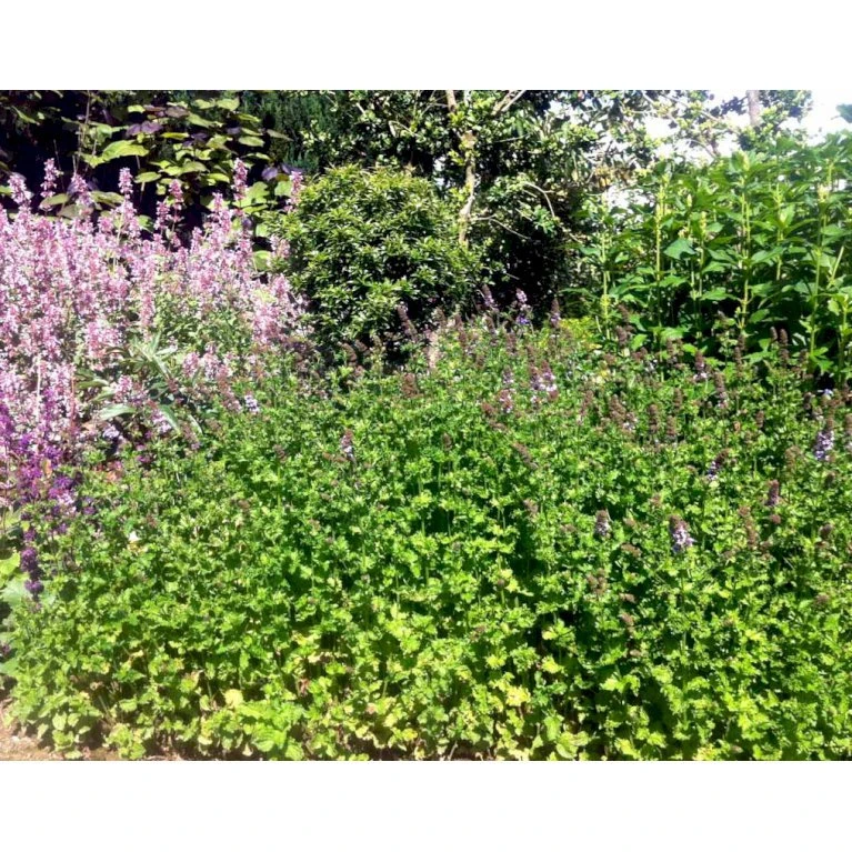 Grøn Mynte Mentha Spicata 1 Liter Potte - Billede 3