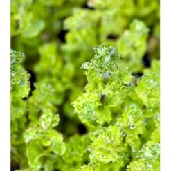 Krusemynte Mentha Spicata 'Crispa' 1 Liter Potte