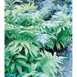 Perlebregne Onoclea Sensibilis 10 Cm. Potte