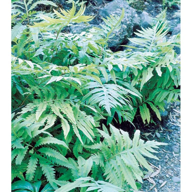 Perlebregne Onoclea Sensibilis 10 Cm. Potte