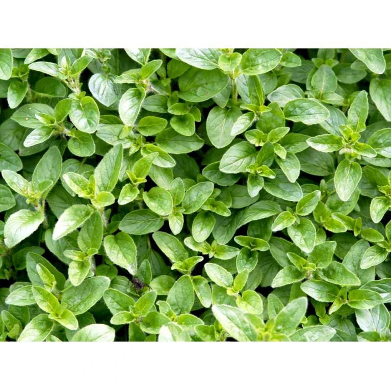 Oregano Origanum Vulgare 1 Liter Potte - Billede 5