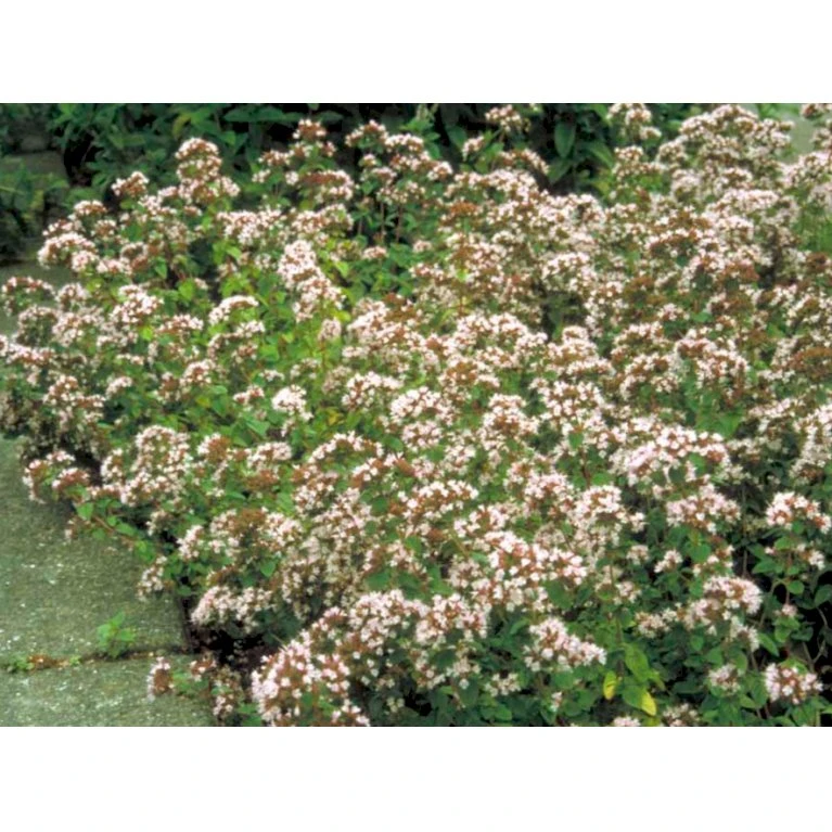 Oregano Origanum Vulgare 1 Liter Potte - Billede 6