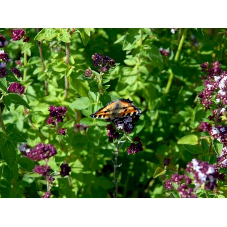 Oregano Origanum Vulgare 1 Liter Potte - Billede 4