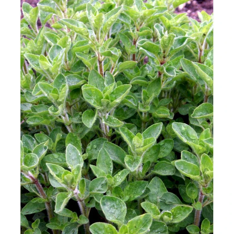 Oregano Origanum Vulgare 1 Liter Potte - Billede 3