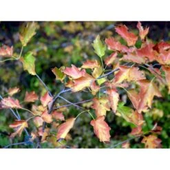 Tarmvridrøn Sorbus Torminalis Heister 175-200 Cm. Med Potte