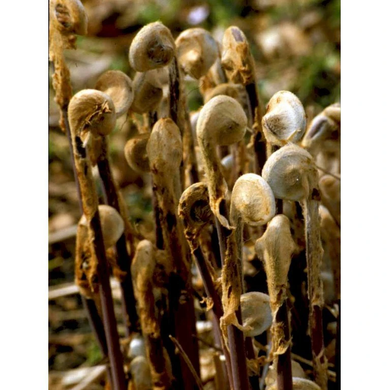 Purpur-Kongebregne Osmunda Regalis 'Purpurascens' 1 Liter Potte - Billede 3