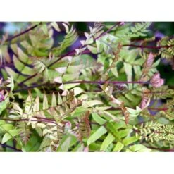 Purpur-Kongebregne Osmunda Regalis 'Purpurascens' 1 Liter Potte