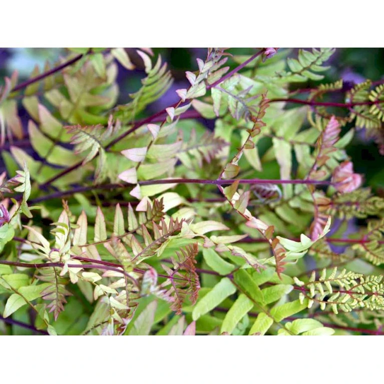Purpur-Kongebregne Osmunda Regalis 'Purpurascens' 1 Liter Potte