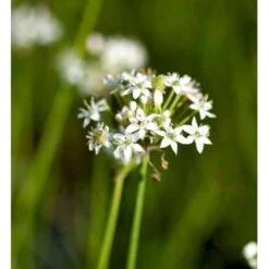 Kinapurløg Allium Tuberosum 1 Liter Potte