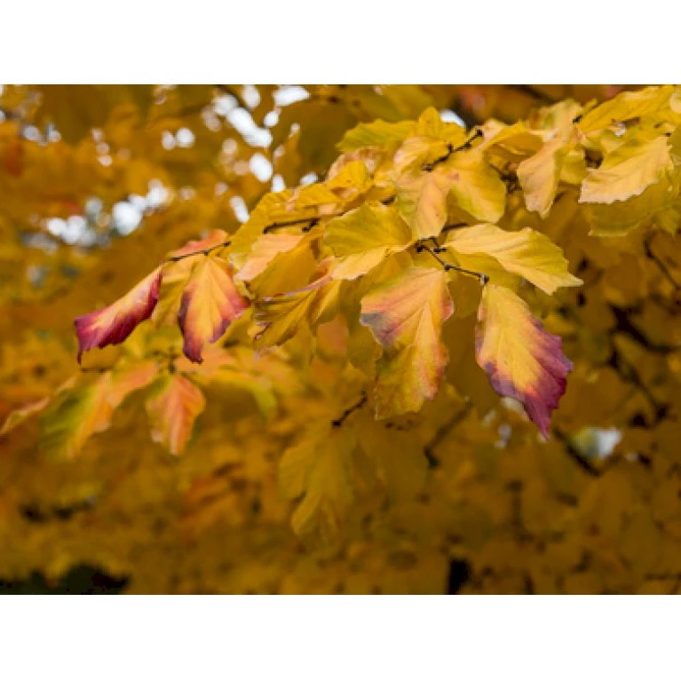 Papegøjebusk Parrotia Persica Med Klump,- 150-175 Cm. - Billede 4