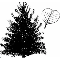 Rødel Alnus Glutinosa Barrods,- 2 års (1/1) 80-100 Cm.