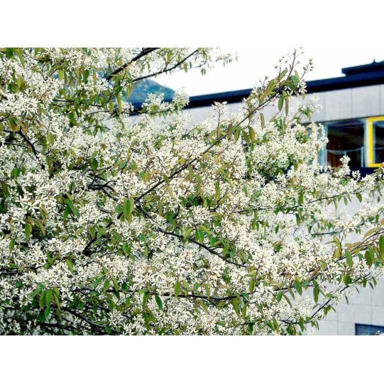 Bærmispel Amelanchier Lamarckii Barrods,- 2 års (1/1) 30-80 Cm.