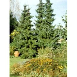 Serbisk Søjlegran Picea Omorica Barrods,- 3 års (2/1) 20-40 Cm.