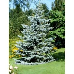 Blågran 'Glauca' Picea Pungens 'Glauca' Barrods,- 3 års (2/1) 20-40 Cm.