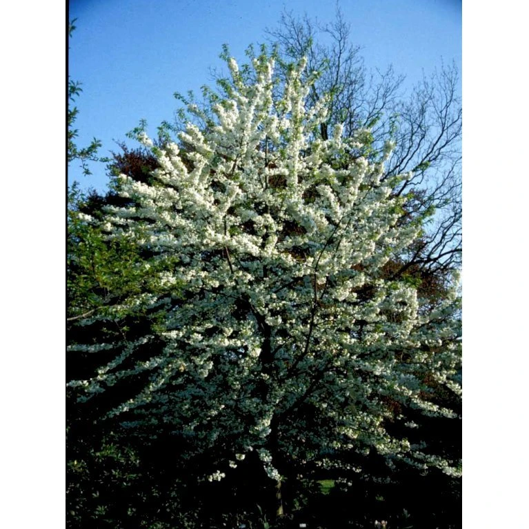 Fuglekirsebær Prunus Avium Barrods,- 2 års (1/1) 80-100 Cm.