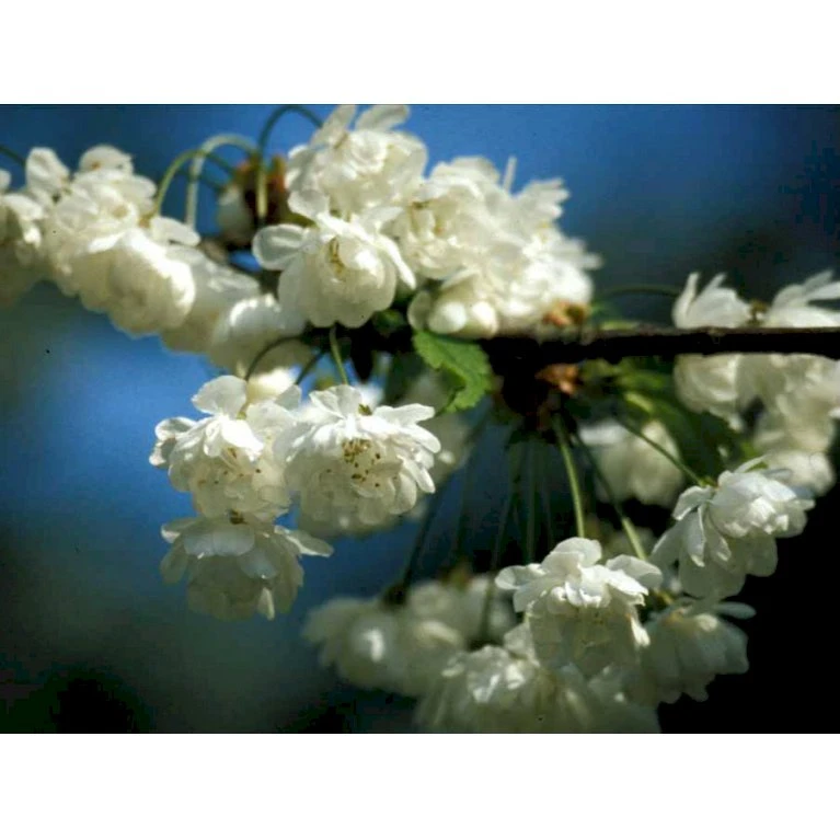 Fyldtblomstrende Fuglekirsebær 'Plena' Prunus Avium 'Plena' Alletræ, Stammeomkreds 18-20 Cm. Med Klump