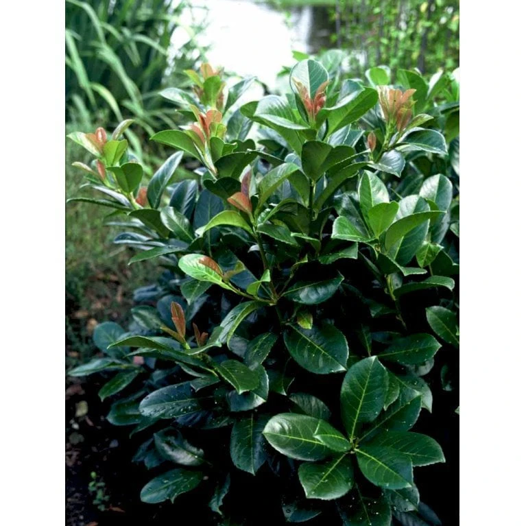 Kirsebærlaurbær 'Etna' Prunus Laurocerasus 'Etna' Med Klump,- 80-100 Cm. - Billede 5