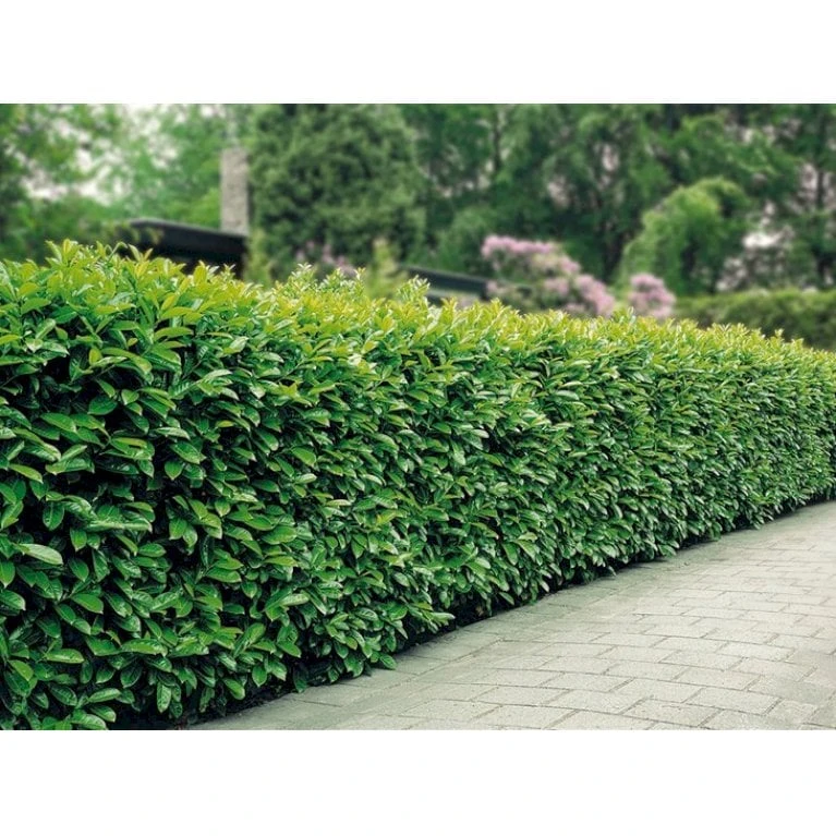 Kirsebærlaurbær 'Etna' Prunus Laurocerasus 'Etna' Med Klump,- 80-100 Cm. - Billede 6