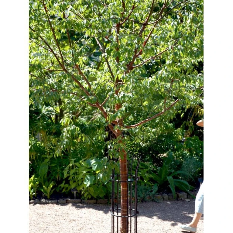 Tibetansk Og Kuglekirsebær Prunus Serrula Frt. 'Globosa' Opstammet,- Potte 15 Liter,- 200 Cm. Stamme - Billede 5