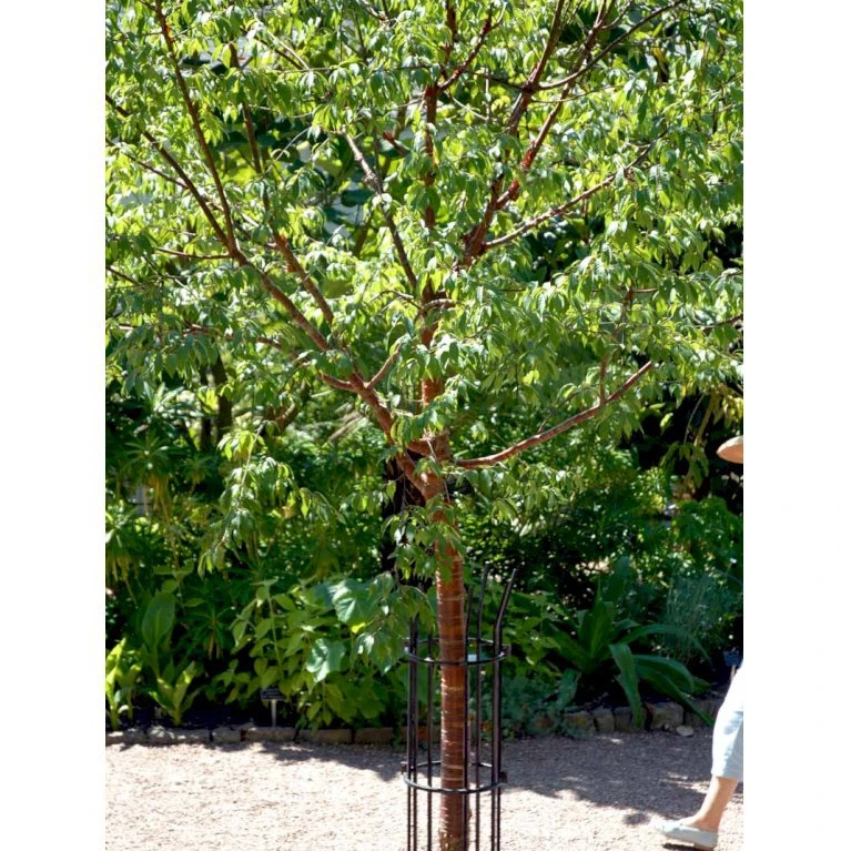 Tibetansk Kirsebær Prunus Serrula Med Klump,- 125-150 Cm. - Billede 5