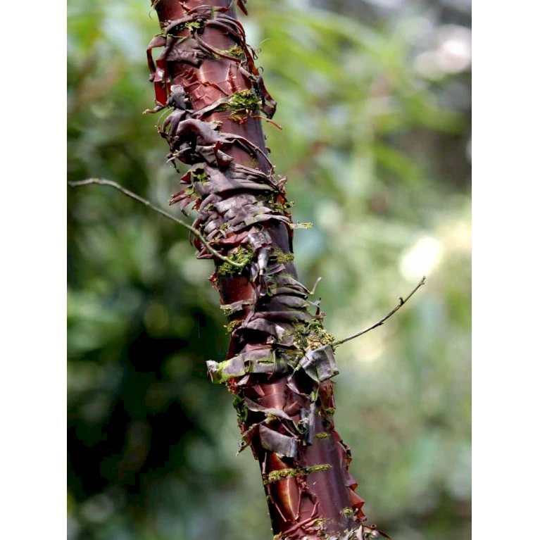 Tibetansk Kirsebær Prunus Serrula Med Klump,- 125-150 Cm. - Billede 2