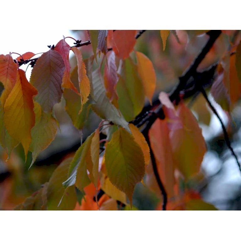 Tibetansk Kirsebær Prunus Serrula Med Klump,- 125-150 Cm. - Billede 3