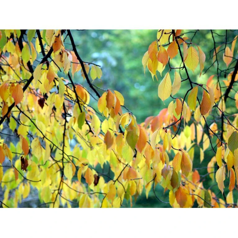 Tibetansk Kirsebær Prunus Serrula Med Klump,- 125-150 Cm. - Billede 4