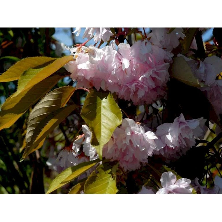 Japansk Kirsebær 'Kanzan' Prunus Serrulata 'Kanzan' Opstammet 220 Cm. Stammeomk. 8-10 Cm. 20 L. Potte - Billede 7