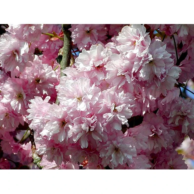 Japansk Kirsebær 'Kanzan' Prunus Serrulata 'Kanzan' Opstammet 220 Cm. Stammeomk. 8-10 Cm. 20 L. Potte - Billede 5