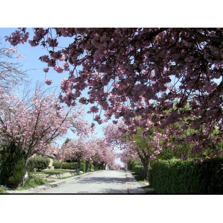 Japansk Kirsebær 'Kanzan' Prunus Serrulata 'Kanzan' Opstammet 220 Cm. Stammeomk. 8-10 Cm. 20 L. Potte - Billede 8