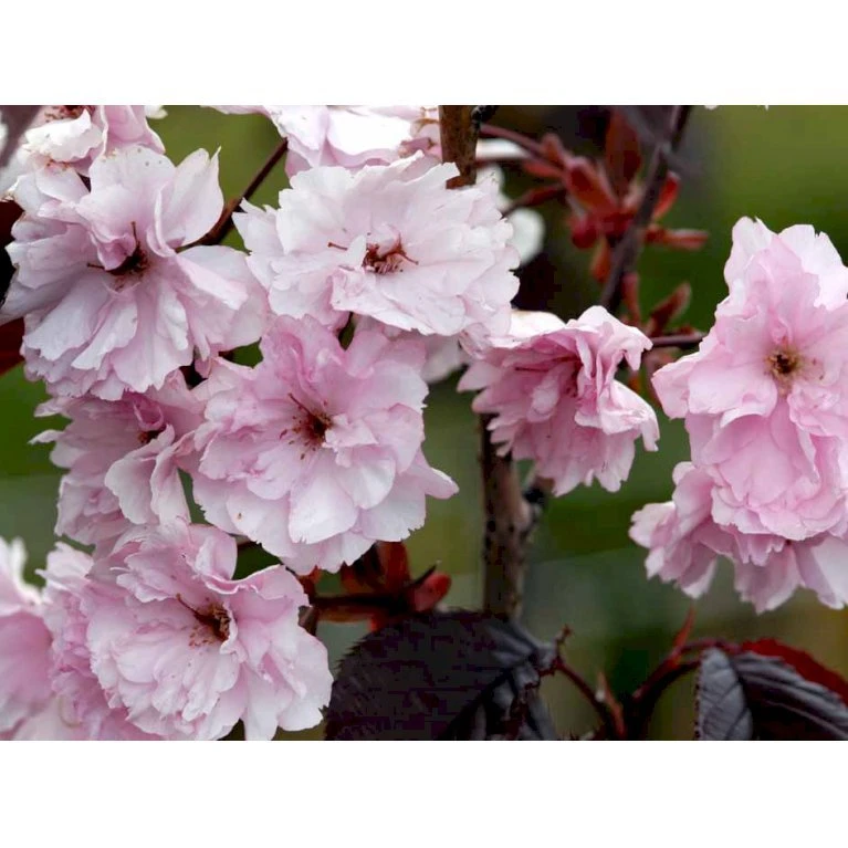 Rødbladet Japansk Kirsebær 'Royal Burgundy' Prunus Serrulata 'Royal Burgundy' Opstammet 120 Cm. Med Potte - Billede 4