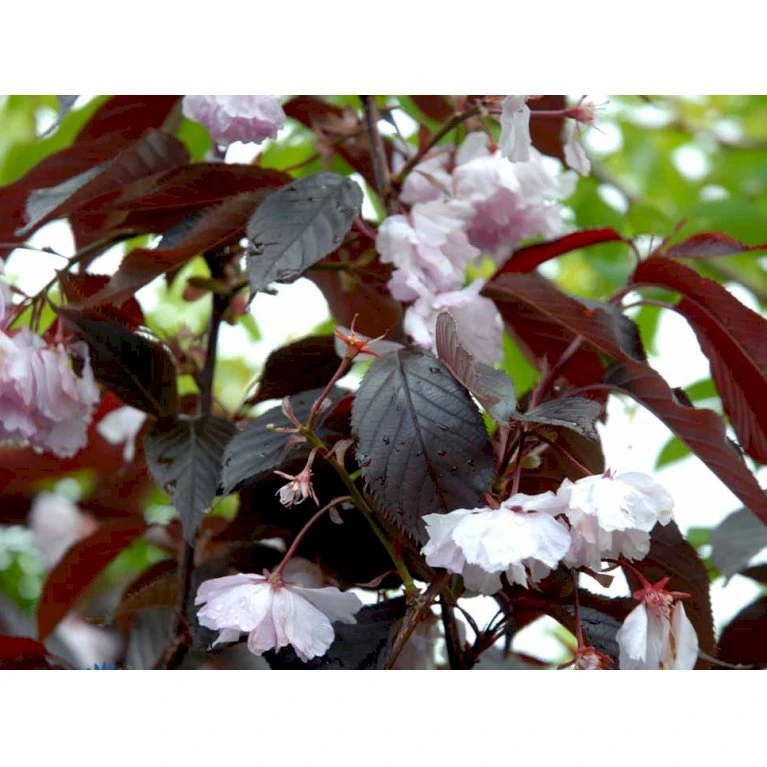 Rødbladet Japansk Kirsebær 'Royal Burgundy' Prunus Serrulata 'Royal Burgundy' Opstammet 120 Cm. Med Potte - Billede 3