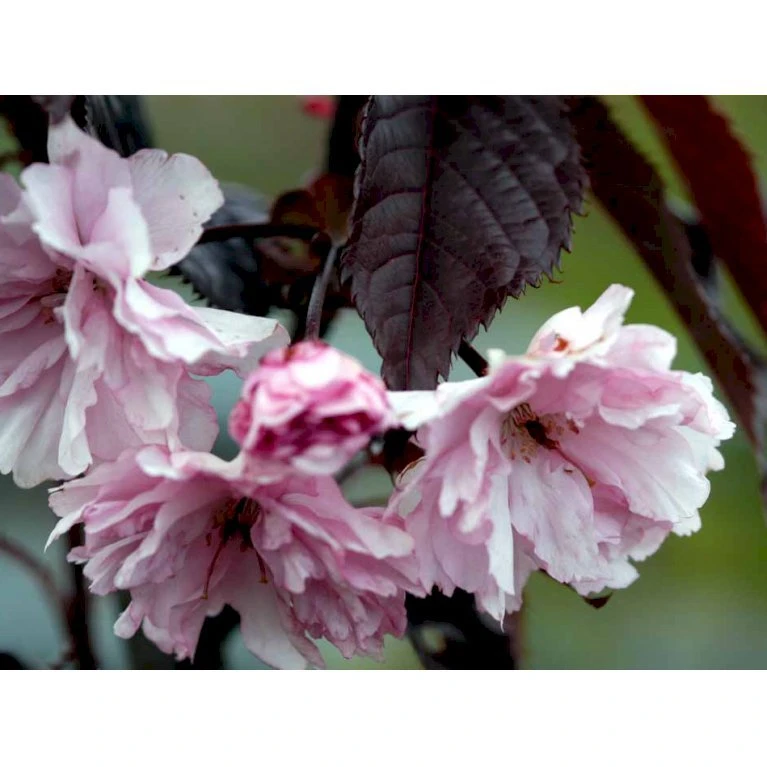 Rødbladet Japansk Kirsebær 'Royal Burgundy' Prunus Serrulata 'Royal Burgundy' Opstammet 120 Cm. Med Potte