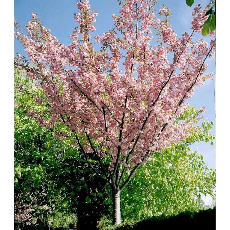Japansk Kirsebær 'Kanzan' Prunus Serrulata 'Kanzan' Opstammet 220 Cm. Stammeomk. 8-10 Cm. 20 L. Potte - Billede 6