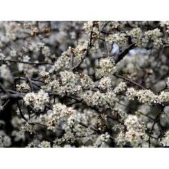 Slåen Prunus Spinosa Barrods,- 1 års (1/0) 30-80 Cm.