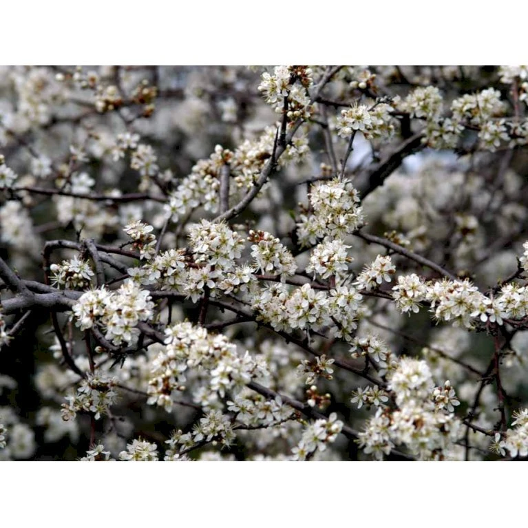 Slåen Prunus Spinosa Barrods,- 1 års (1/0) 30-80 Cm.