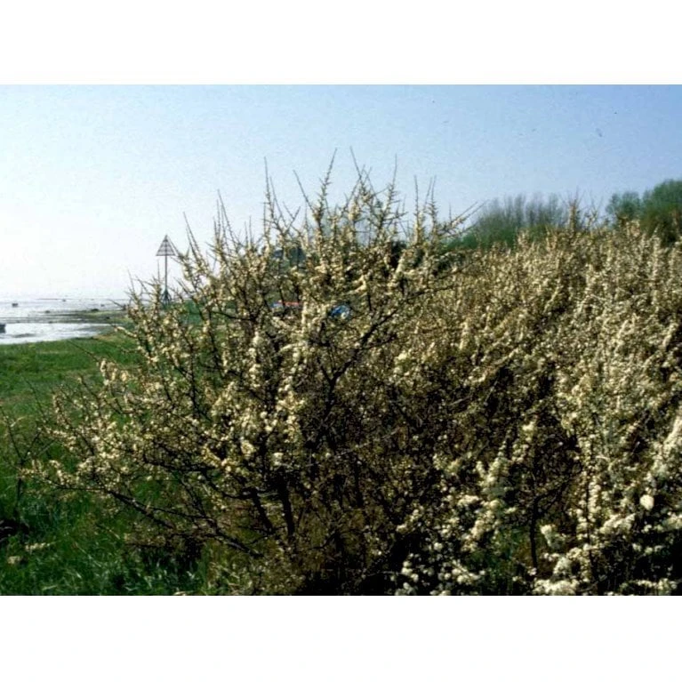 Slåen Prunus Spinosa Barrods,- 1 års (1/0) 30-80 Cm. - Billede 3